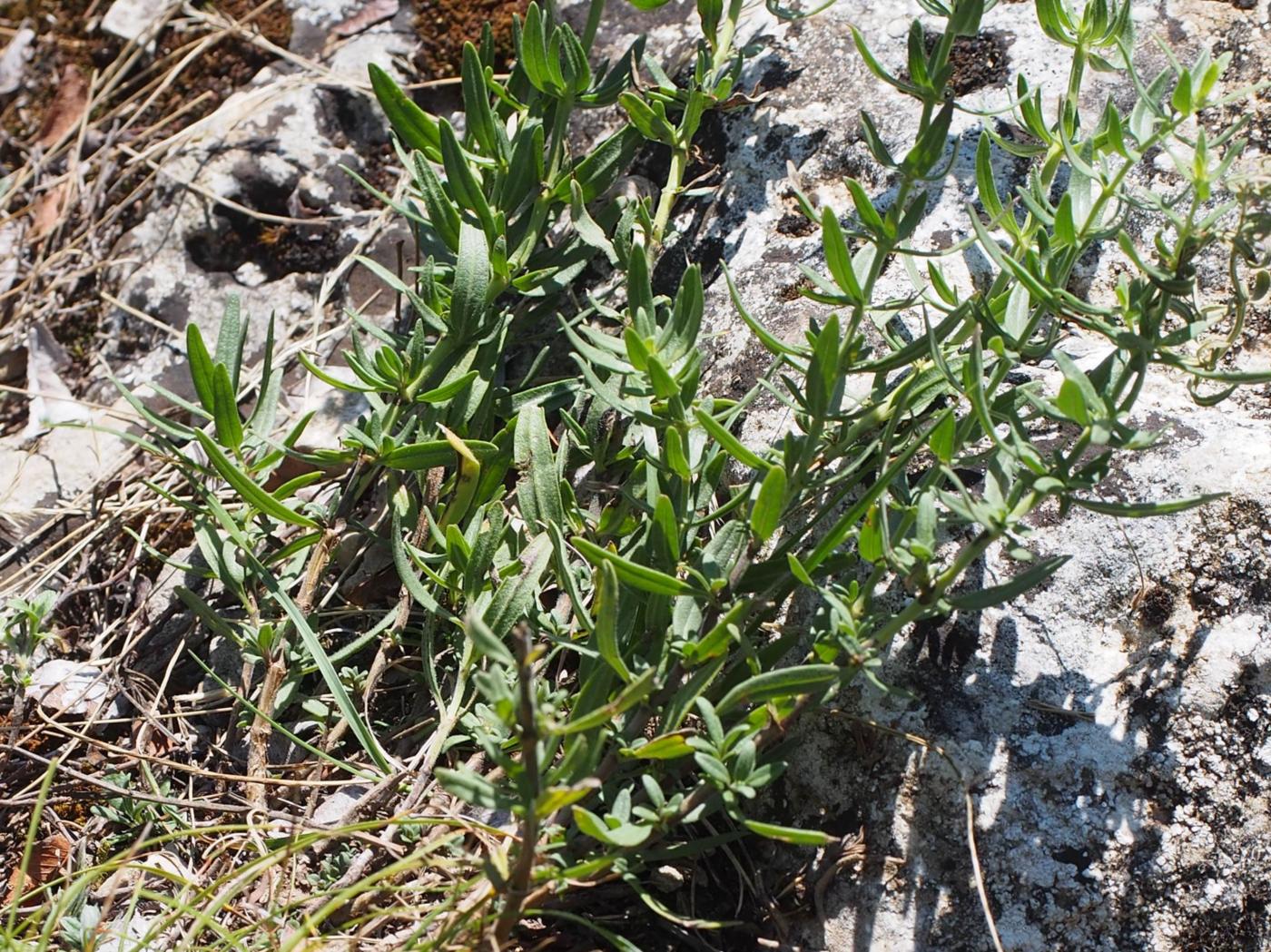 Hyssop leaf